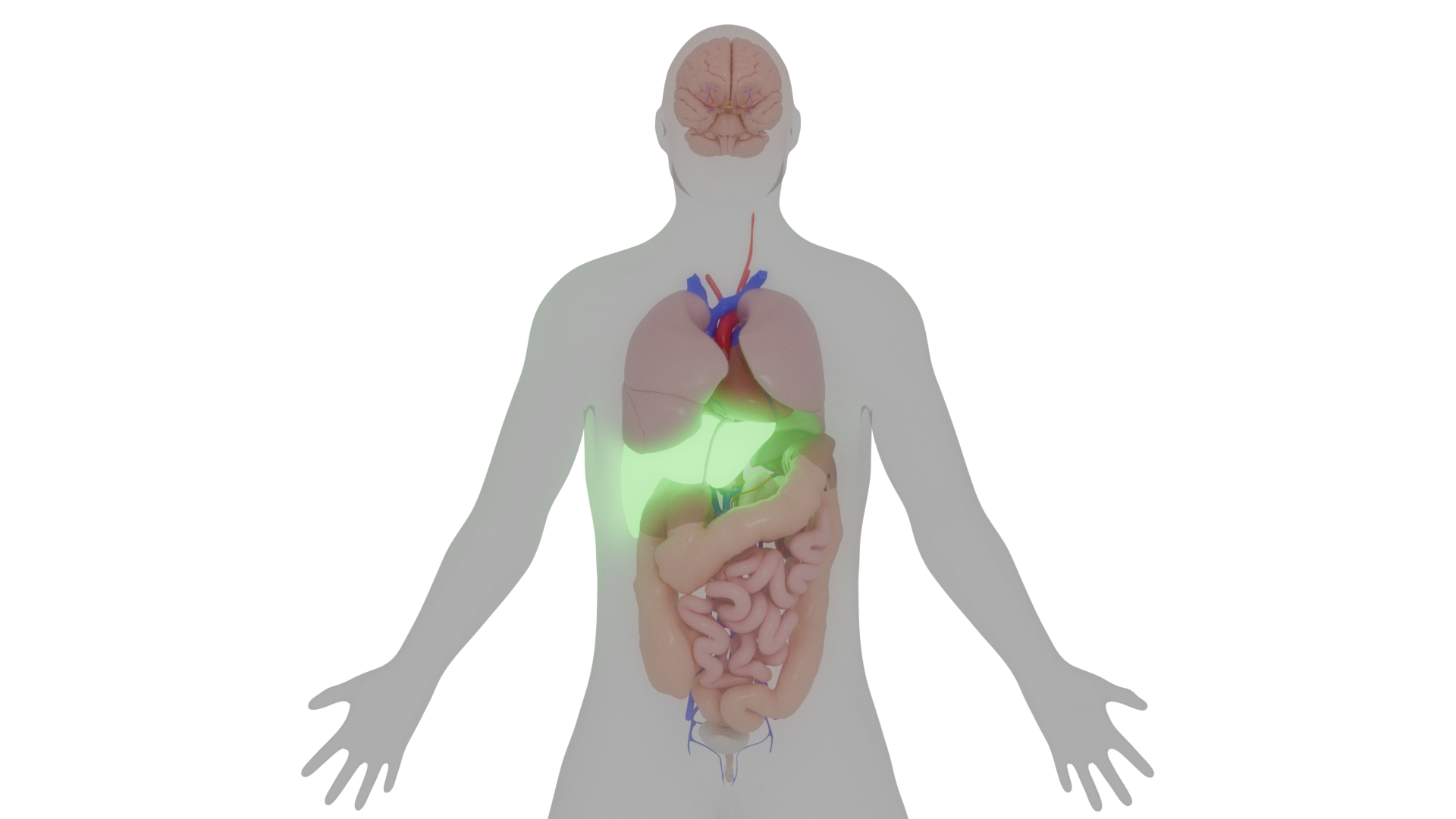Diagram showing a lipid nanoparticle coated with ApoE proteins in the bloodstream